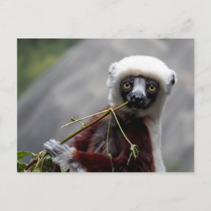 Sefaka Lemur Wildlife Animal Foto Postkarte