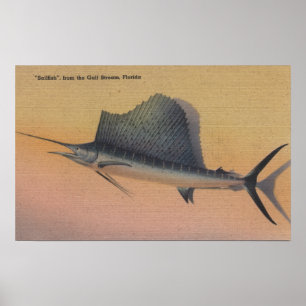 Segelfisch aus Golfstrom, Florida Poster