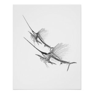 Segelfisch Skelett Fischer Poster