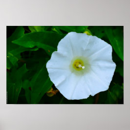 Segen der Natur Poster