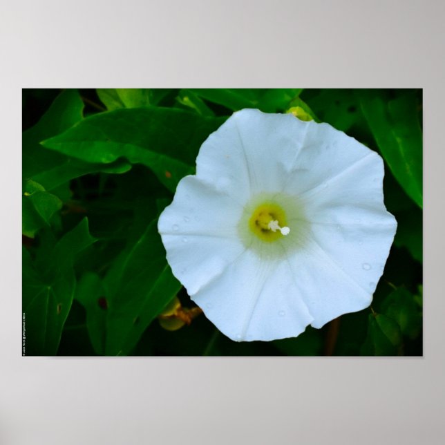 Segen der Natur Poster (Vorne)