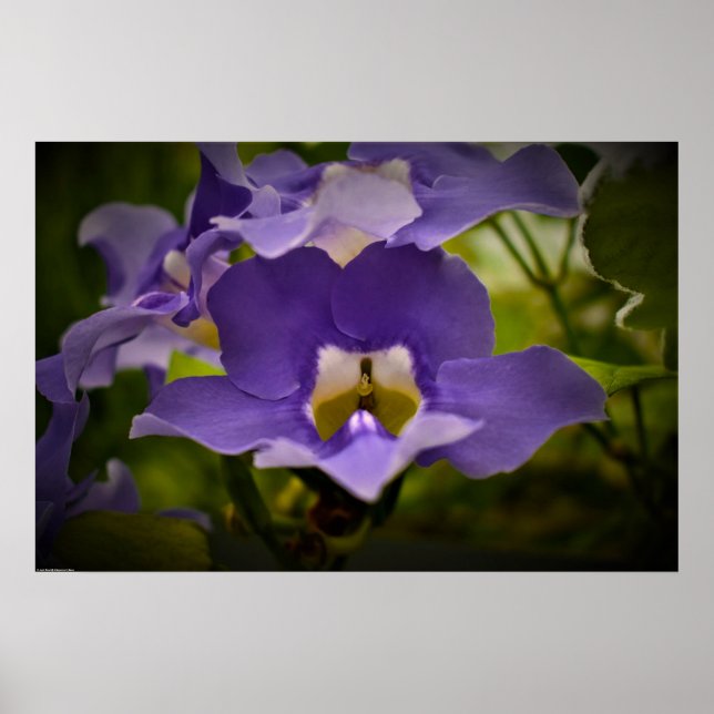 Segen der Natur Poster (Vorne)