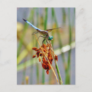 Seggegras und Libelle Postkarte