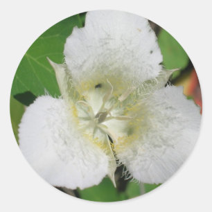 Sego Lily Aufkleber