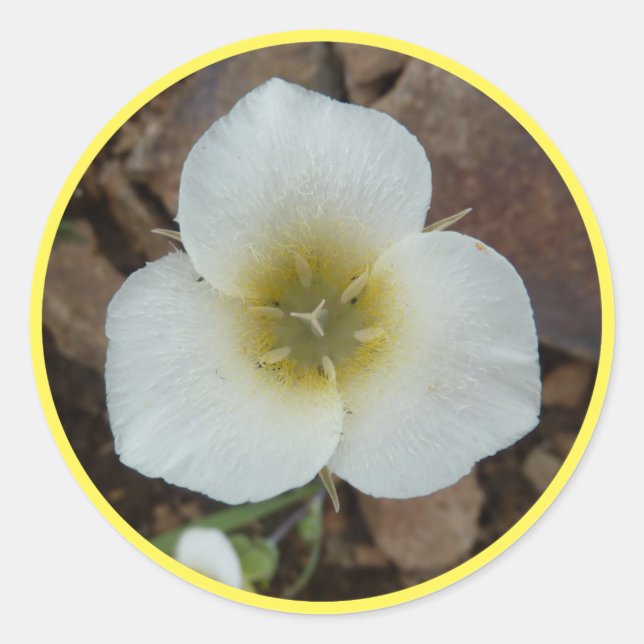 Sego Lily Runder Aufkleber (Vorderseite)