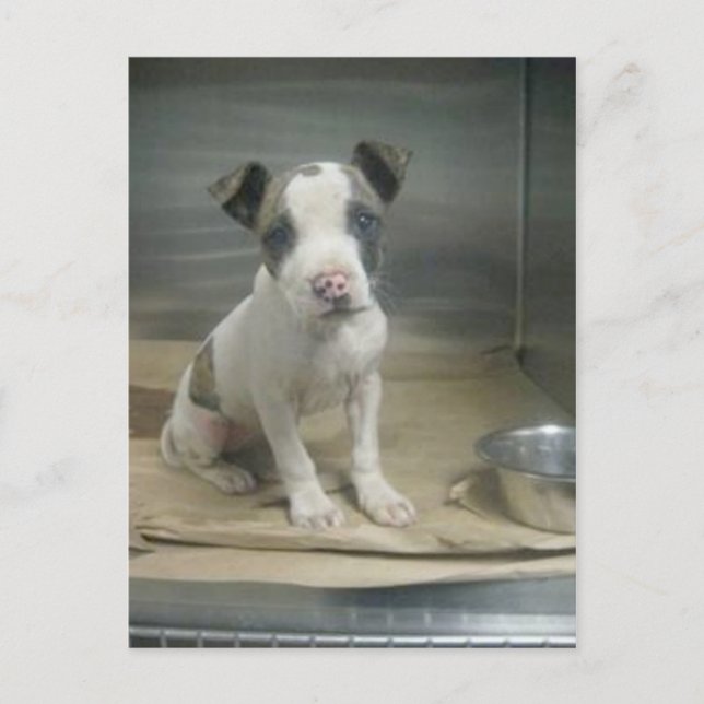 Sehe ich dir gemein aus? postkarte (Vorderseite)