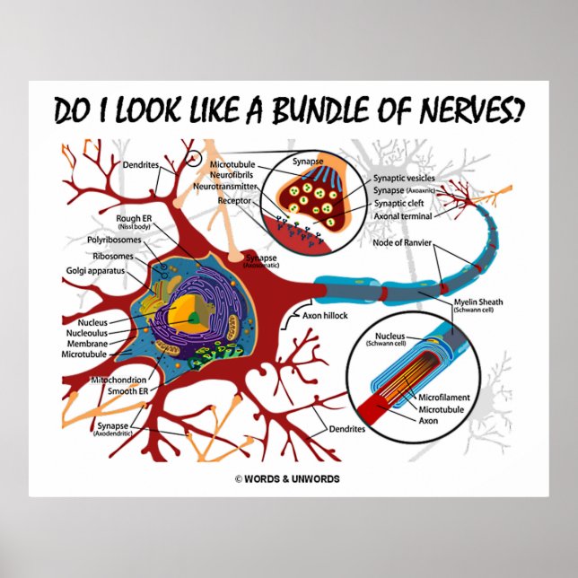 Sehe ich wie ein Bündel Nerven aus? Neuron Synapse Poster (Vorne)
