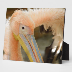 Sehen Sie die Pelican Plaque an Fotoplatte