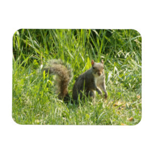 Sehen Sie Ihr Eichhörnchen Flexible Magnet