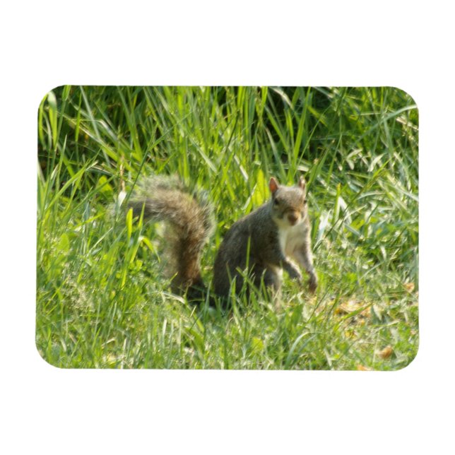 Sehen Sie Ihr Eichhörnchen Flexible Magnet (Horizontal)