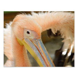 Sehen Sie Pelican Foto Print