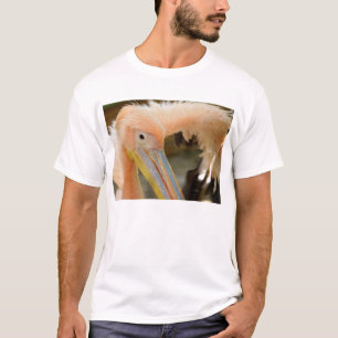Sehen Sie Pelican Mens T Shirt