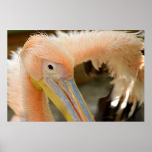 Sehen Sie Pelican Poster