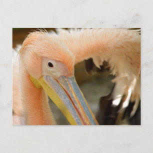 Sehen Sie sich die Pelican Postcard an Postkarte