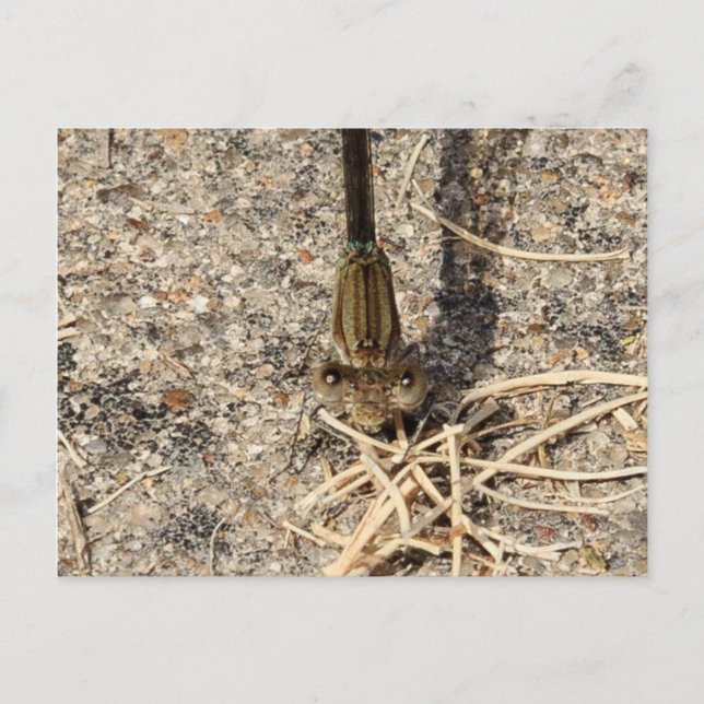 Sehen Sie sich Sie an Postkarte (Vorderseite)