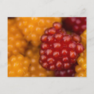 Sehr Berry Postkarte