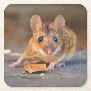 Sehr Coole Maus im Wild Untersetzer Set