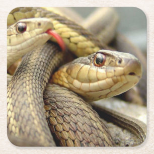 Sehr Coole Schlangen Untersetzer Set