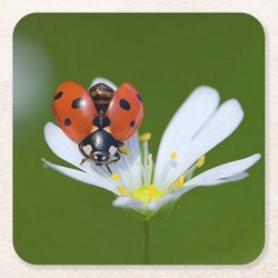Sehr Cooler Ladybug auf einer Blume Rechteckiger Pappuntersetzer