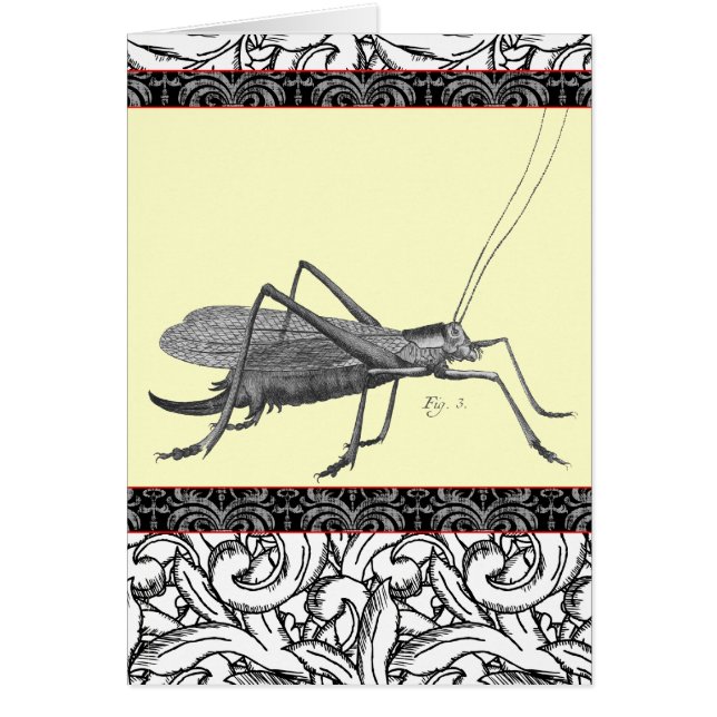 Sehr elegante Heuschrecke vom antiken Druck (Vorne)