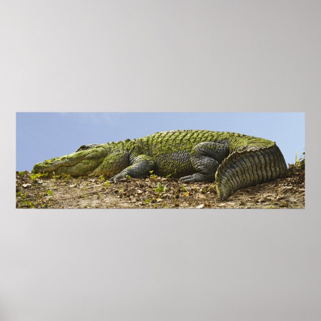 Sehr großes Alligator Panoramaposter Poster (Vorne)