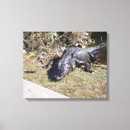Sehr inhaltlicher Black Alligator der Everglades Leinwanddruck