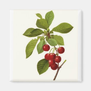 "Sehr Kirsch" Magnet