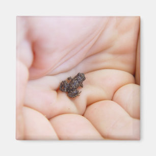 Sehr kleiner schwarzer Frosch über die Größe der F Magnet