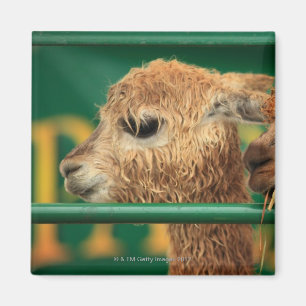 sehr niedliche Lamas beide, die weg etwas Magnet