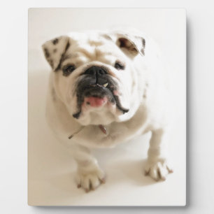 Sehr Niedlicher Bulldog Fotoplatte