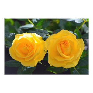 sehr schöne, frische doppelte gelbe Rosenblüten Fotodruck