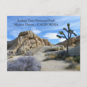 Sehr schöne Joshua Tree Postcard! Postkarte