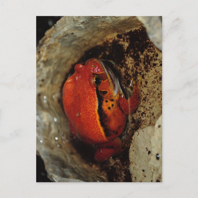 Sehr schöner Tomatenfrosch. Frosch mit ungewöhnlic Postkarte (Vorderseite)