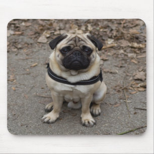 Sehr schwerer Mops Mousepad