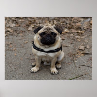 Sehr schwerer Mops