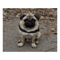 Sehr schwerer Mops