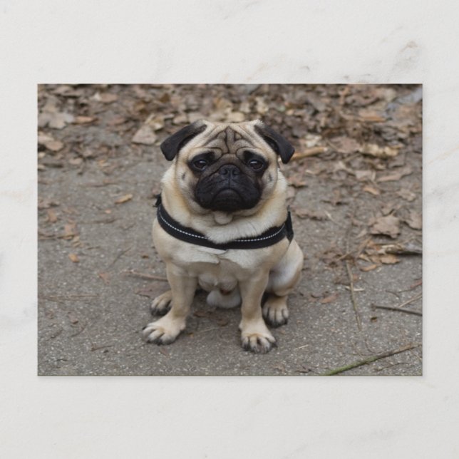 Sehr schwerer Mops Postkarte (Vorderseite)
