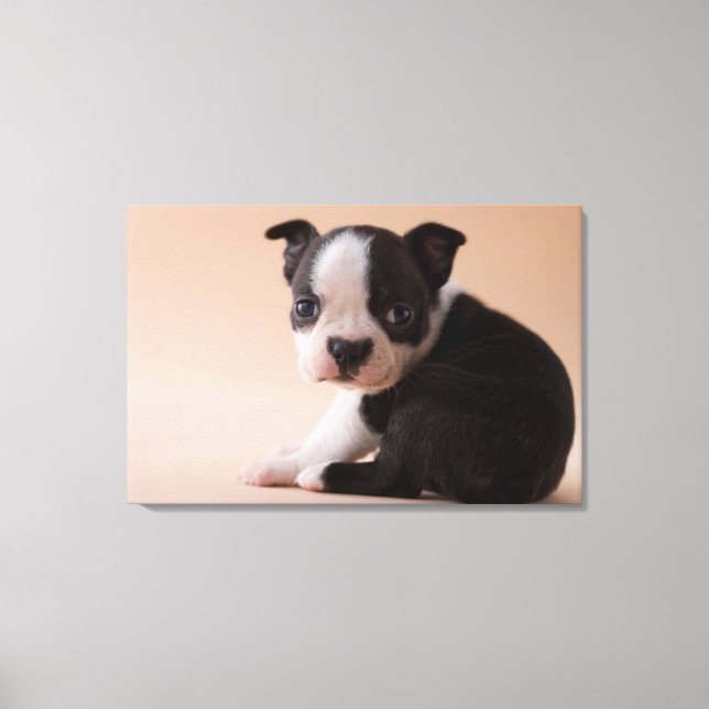 Sehr Young Boston Terrier Puppy Leinwanddruck (Vorderseite)