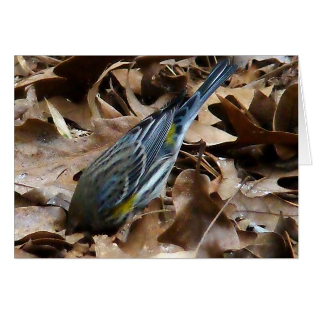 Sei nicht schüchtern! (Vorderseite (Horizontal))