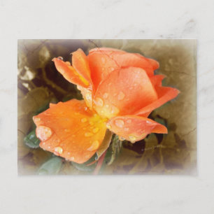 Seide auf Rose..... Postkarte