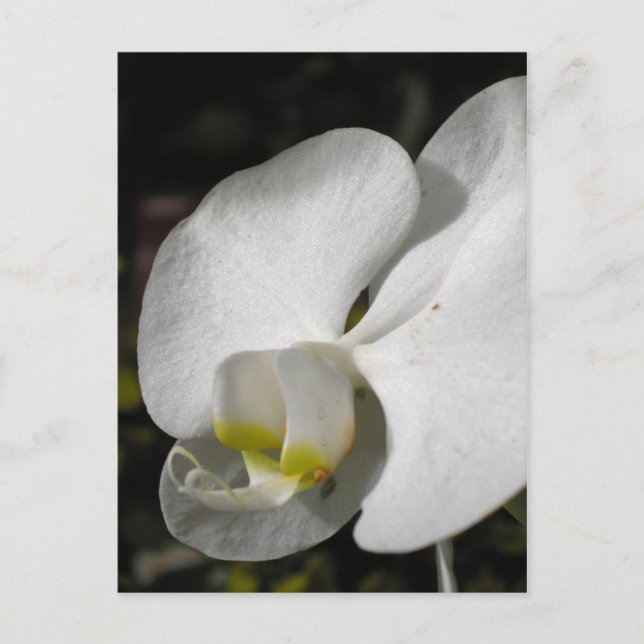 Seide - Weiße Orchideen - Postkarte (Vorderseite)