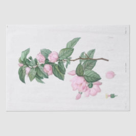 Seidenpapier: J.J. ROUSSEAU: PINK-BLUME Seidenpapier