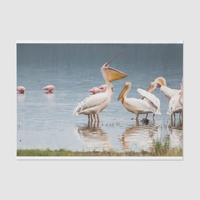 Seidenpapier mit Bild des Pelikan-Plauderns (Vorderseite)
