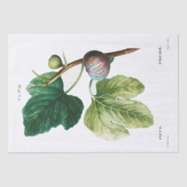 Seidenpapier: PIERRE'JOSEPH REDOUTÉ: Futter Seidenpapier