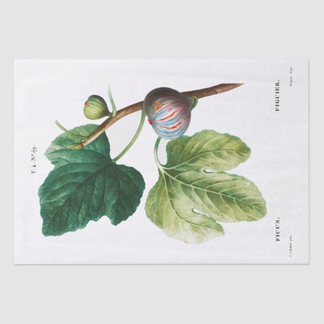 Seidenpapier: PIERRE'JOSEPH REDOUTÉ: Futter Seidenpapier (Vorderseite)