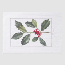 Seidenpapier: PIERRE'JOSEPH REDOUTÉ: HOLLY Seidenpapier