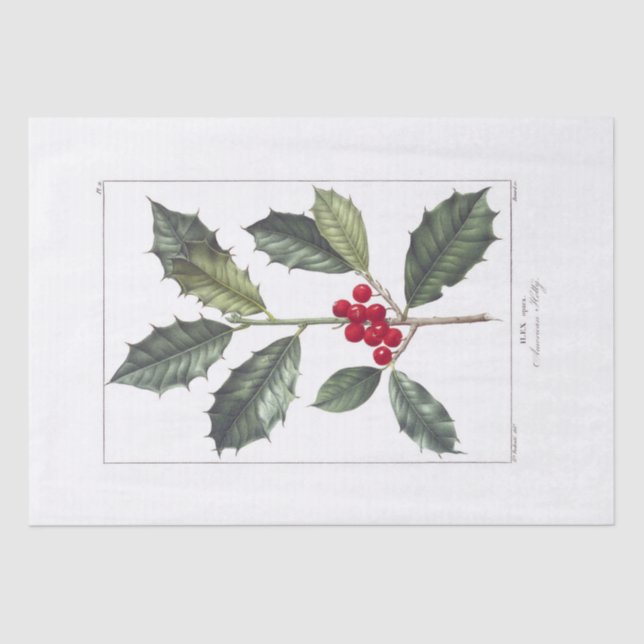 Seidenpapier: PIERRE'JOSEPH REDOUTÉ: HOLLY Seidenpapier (Vorderseite)