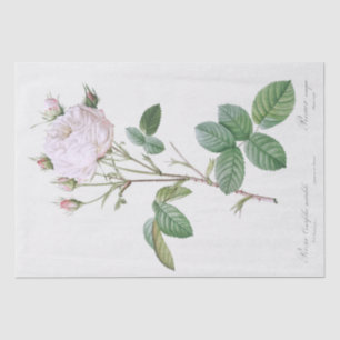 Seidenpapier: PIERRE'JOSEPH REDOUTÉ: WEISSE ROSE Seidenpapier