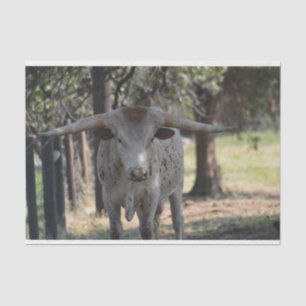 Seidenpapier Texas Longhorn