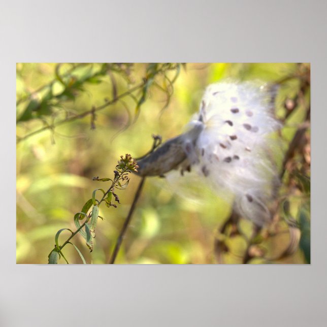 Seidenpflanzen-Fotoplakat Poster (Vorne)